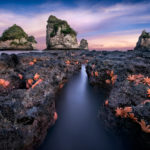 starfish-westcoast-newzealand