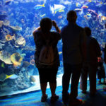 people-inside-aquarium-11284544185Kf9W