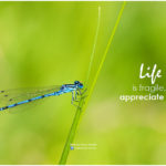 13866466743_3482b6f55a_b