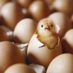 hatching-chicken-eggs