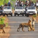 Jim-Corbett-National-Park-Trip
